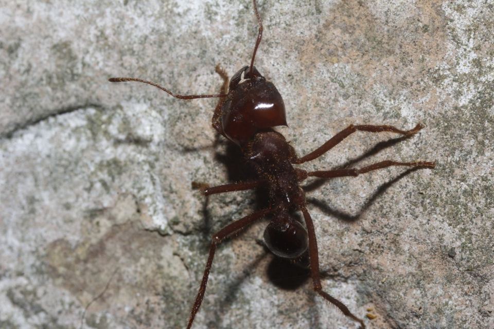 Formiga-saúva